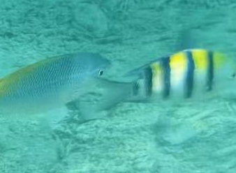 diving